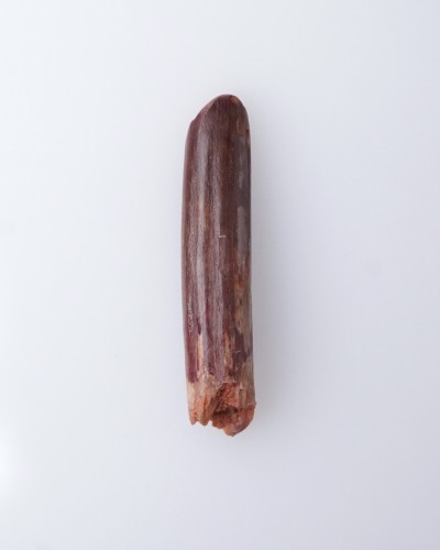 Dente di Rebbachisaurus sp. - Cretaceo - vendita fossili di dinosauro