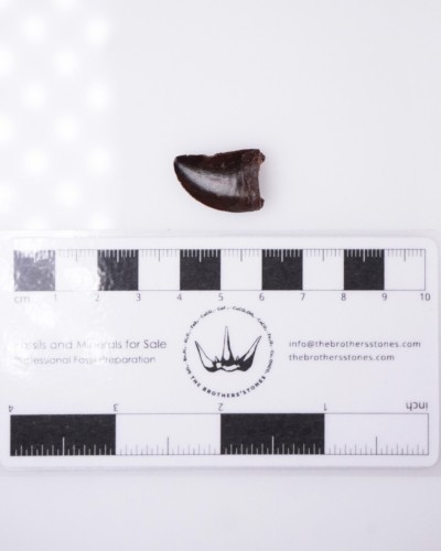 Carcharodontosaurus sp. dente - Cretacico