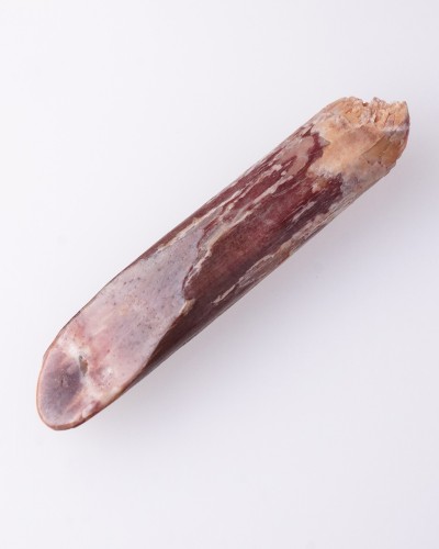 Dente di Rebbachisaurus sp. - Cretaceo - vendita fossili di dinosauro