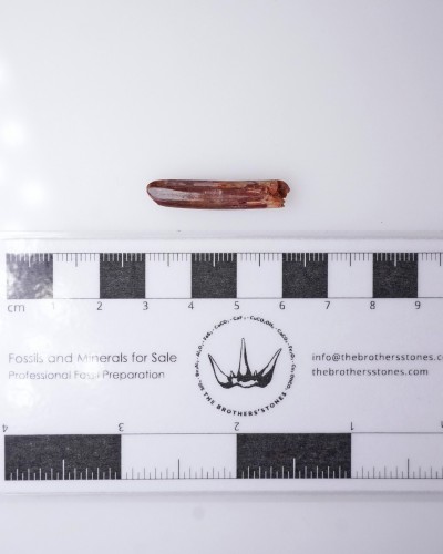 Dente di Rebbachisaurus sp. - Cretaceo - vendita fossili di dinosauro
