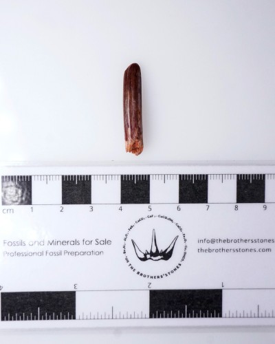 Dente di Rebbachisaurus sp. - Cretaceo - vendita fossili di dinosauro