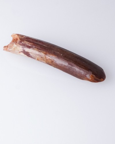Dente di Rebbachisaurus sp. - Cretaceo - vendita fossili di dinosauro