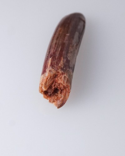 Dente di Rebbachisaurus sp. - Cretaceo - vendita fossili di dinosauro