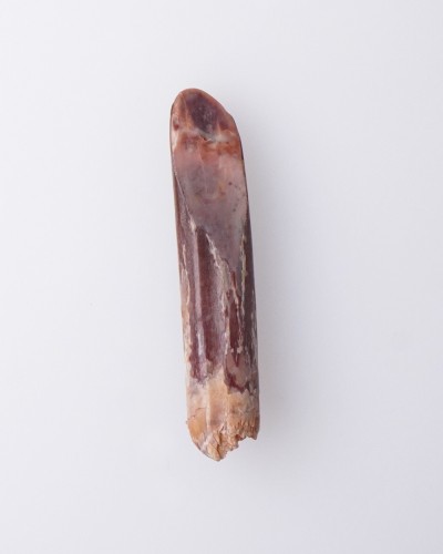 Dente di Rebbachisaurus sp. - Cretaceo - vendita fossili di dinosauro