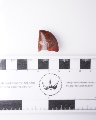 Dente fossile di Carcharodontosaurus - vendita fossili di dinosauro