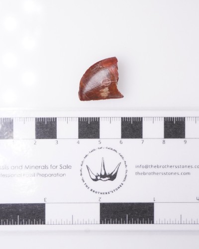Dente fossile di Carcharodontosaurus - vendita fossili di dinosauro