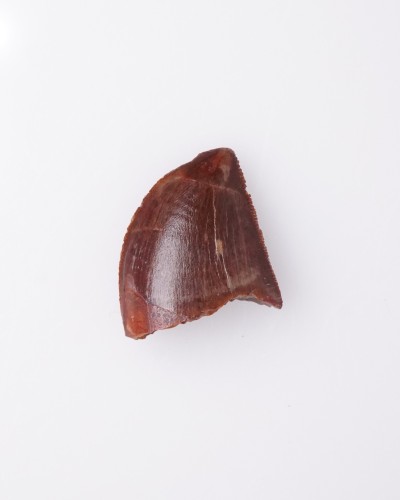Dente fossile di Carcharodontosaurus - vendita fossili di dinosauro