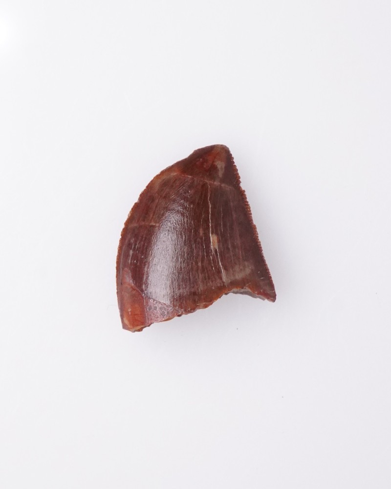 Dente fossile di Carcharodontosaurus - vendita fossili di dinosauro