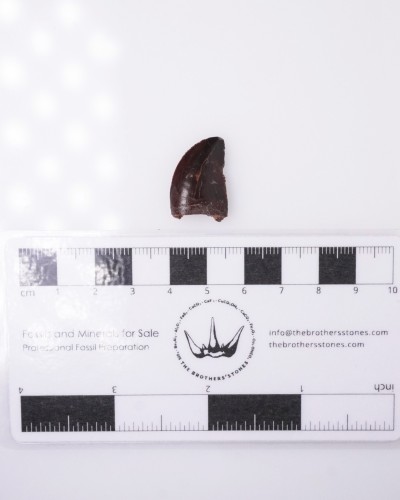 Carcharodontosaurus sp. dente - Cretacico