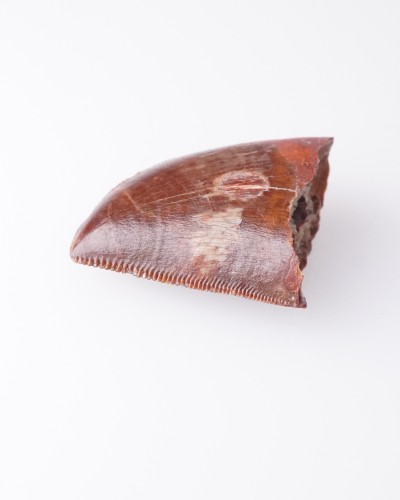 恐竜化石の歯 - カルカロドントサウルス - 販売