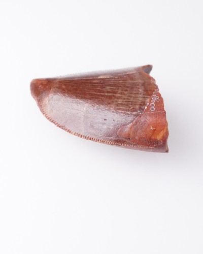 Dente fossile di Carcharodontosaurus - vendita fossili di dinosauro