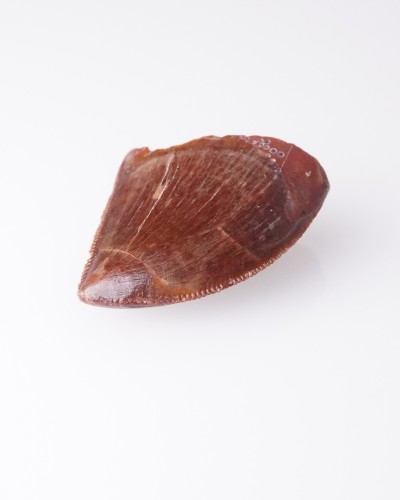 恐竜化石の歯 - カルカロドントサウルス - 販売