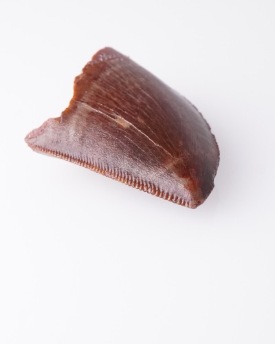 恐竜化石の歯 - カルカロドントサウルス - 販売