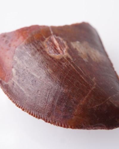 Dente fossile di Carcharodontosaurus - vendita fossili di dinosauro