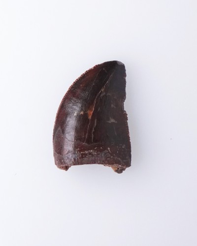 Carcharodontosaurus sp. dente - Cretacico
