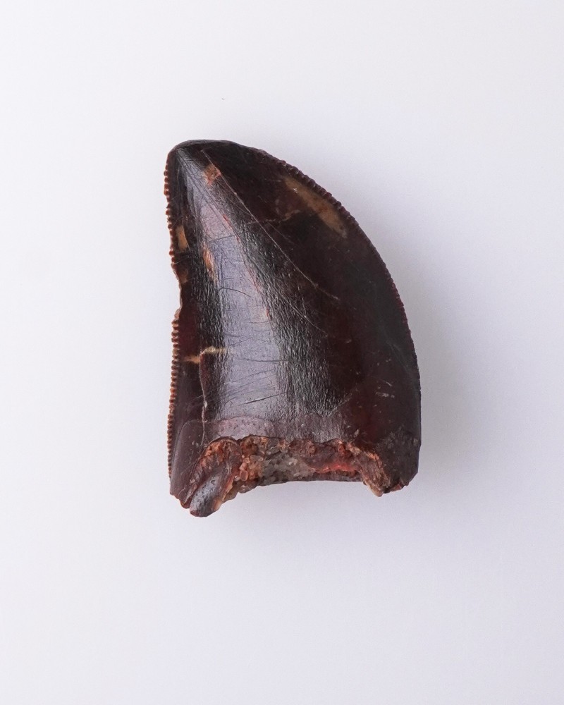 Carcharodontosaurus sp. dente - Cretacico