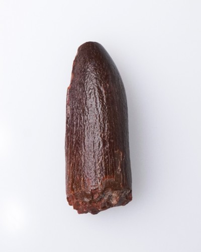 Dente di Rebbachisaurus sp. - vendita fossili di dinosauro