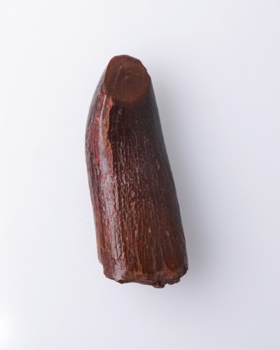 Dente di Rebbachisaurus sp. - vendita fossili di dinosauro