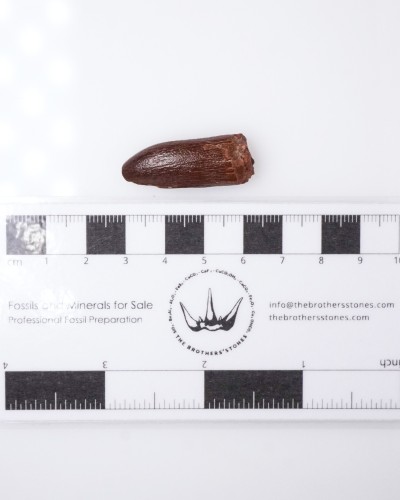 Dente di Rebbachisaurus sp. - vendita fossili di dinosauro