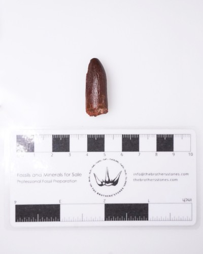 Dente di Rebbachisaurus sp. - vendita fossili di dinosauro