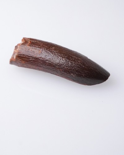 Dente di Rebbachisaurus sp. - vendita fossili di dinosauro