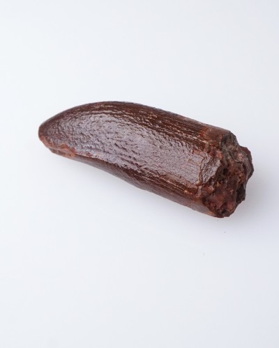 Dente di Rebbachisaurus sp. - vendita fossili di dinosauro