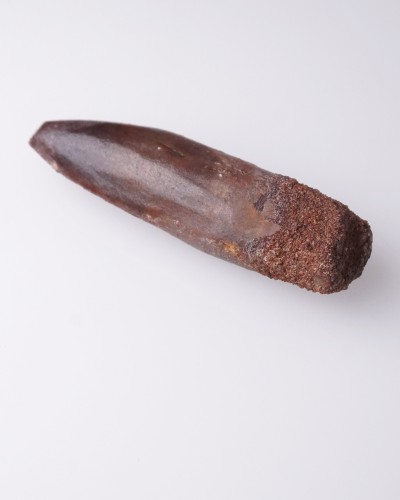 Dente fossile - Rebbachisaurus sp. - Cretaceo - vendita fossili di dinosauro