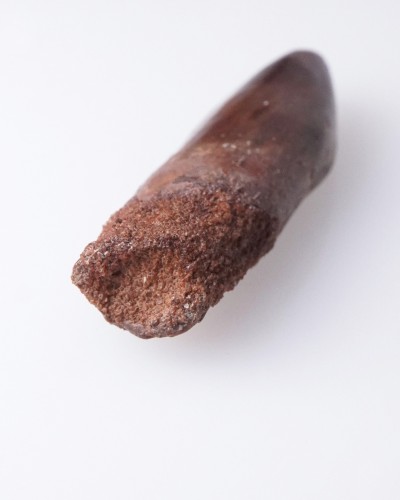 Rebbachisaurus fossil tooth - dinosaur for sale