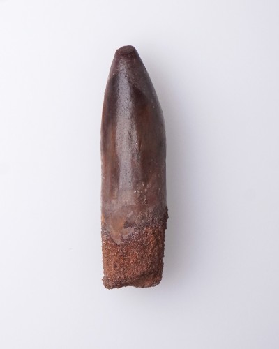 Rebbachisaurus fossil tooth - dinosaur for sale