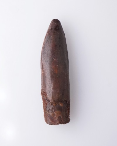 Dente fossile - Rebbachisaurus sp. - Cretaceo - vendita fossili di dinosauro