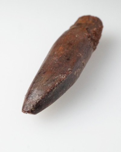 Rebbachisaurus fossil tooth - dinosaur for sale