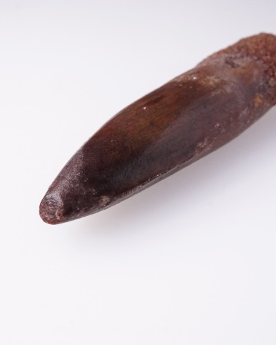 Rebbachisaurus fossil tooth - dinosaur for sale