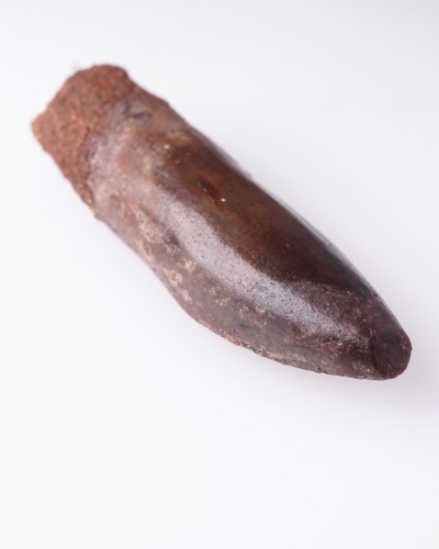Rebbachisaurus fossil tooth - dinosaur for sale