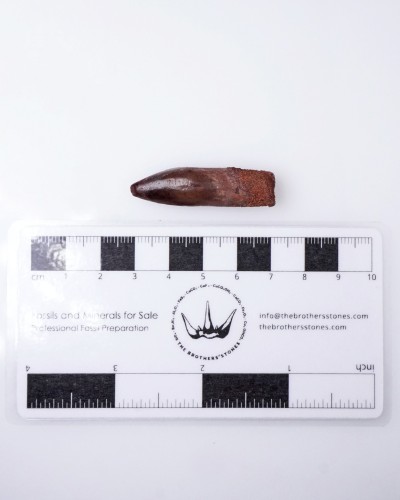Rebbachisaurus fossil tooth - dinosaur for sale