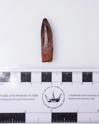Rebbachisaurus fossil tooth - dinosaur for sale