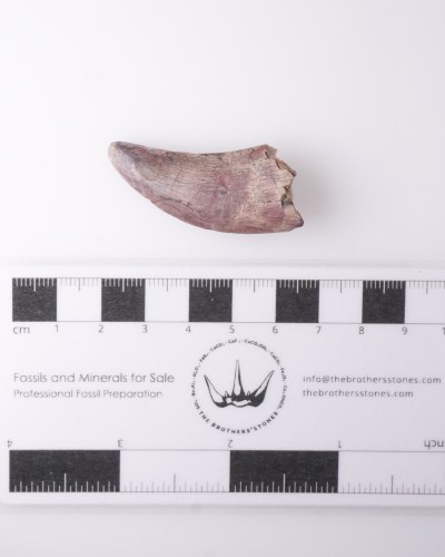Afrovenator fossil tooth - Jurassic - dinosaur for sale