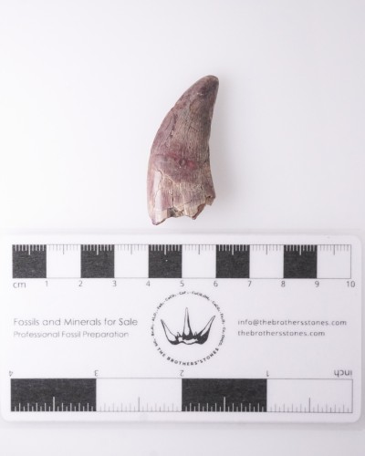Afrovenator fossil tooth - Jurassic - dinosaur for sale