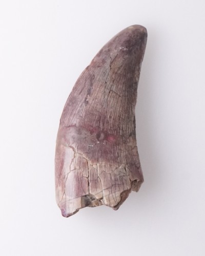Afrovenator fossil tooth - Jurassic - dinosaur for sale