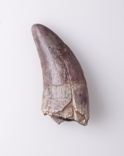 Afrovenator fossil tooth - Jurassic - dinosaur for sale