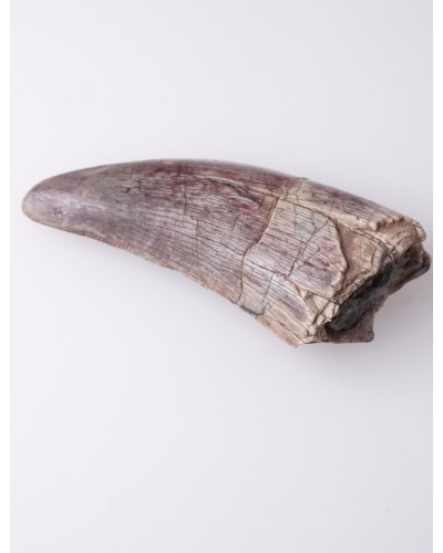 Afrovenator fossil tooth - Jurassic - dinosaur for sale