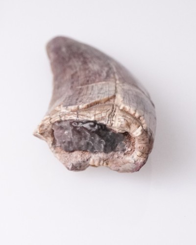 Afrovenator fossil tooth - Jurassic - dinosaur for sale