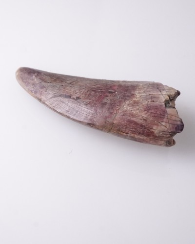 Afrovenator fossil tooth - Jurassic - dinosaur for sale
