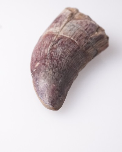 Afrovenator fossil tooth - Jurassic - dinosaur for sale