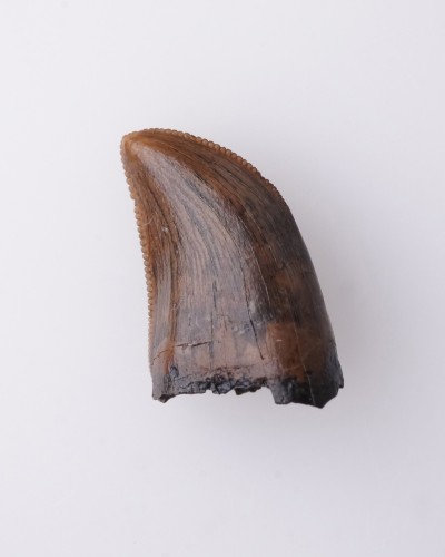 Dente di Gorgosaurus Judith River FMT - vendita fossili di dinosauro