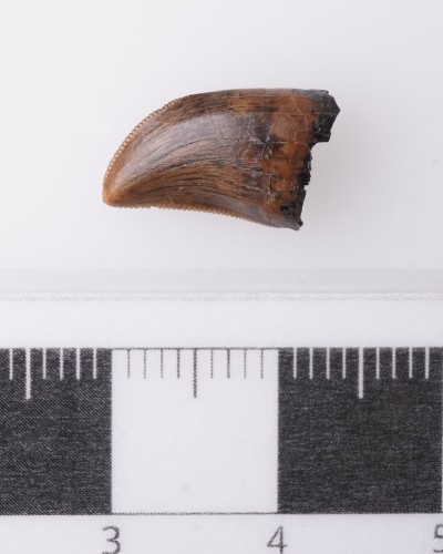 Dente di Gorgosaurus Judith River FMT - vendita fossili di dinosauro