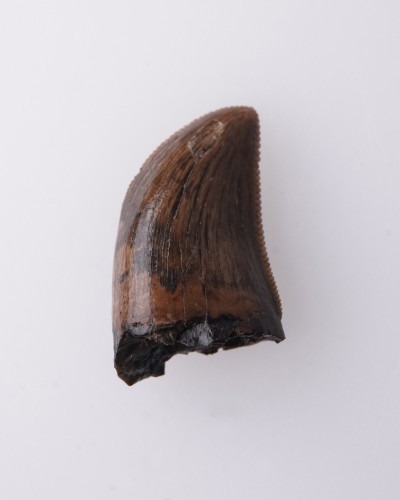 Dente di Gorgosaurus Judith River FMT - vendita fossili di dinosauro