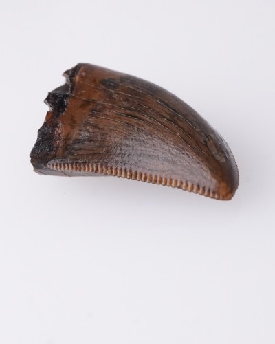 Dente di Gorgosaurus Judith River FMT - vendita fossili di dinosauro