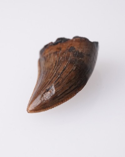 Dente di Gorgosaurus Judith River FMT - vendita fossili di dinosauro