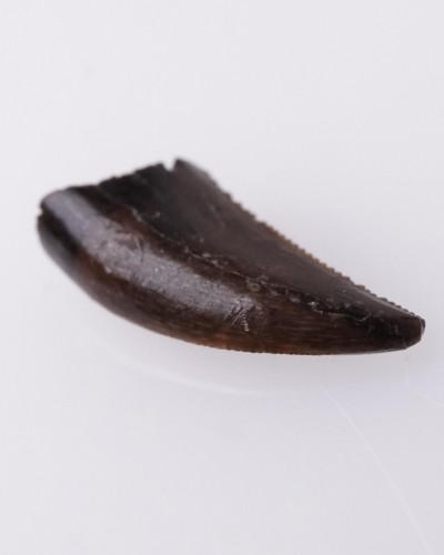 Dente di Dromaeosaurus Judith River FMT - vendita fossili di dinosauro