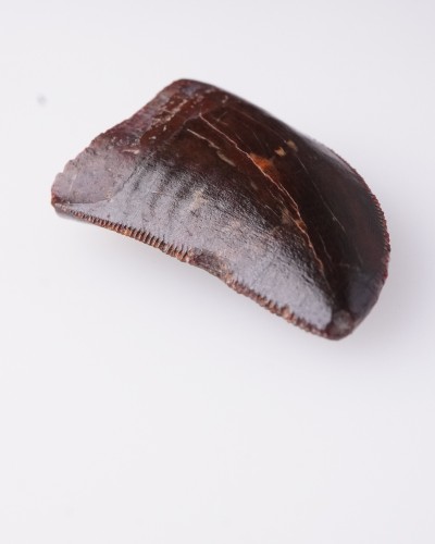 Carcharodontosaurus sp. dente - Cretacico